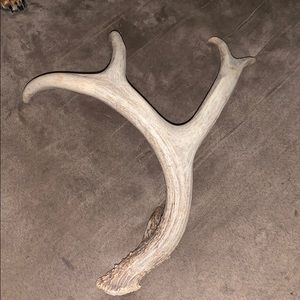 Deer antler for decorations